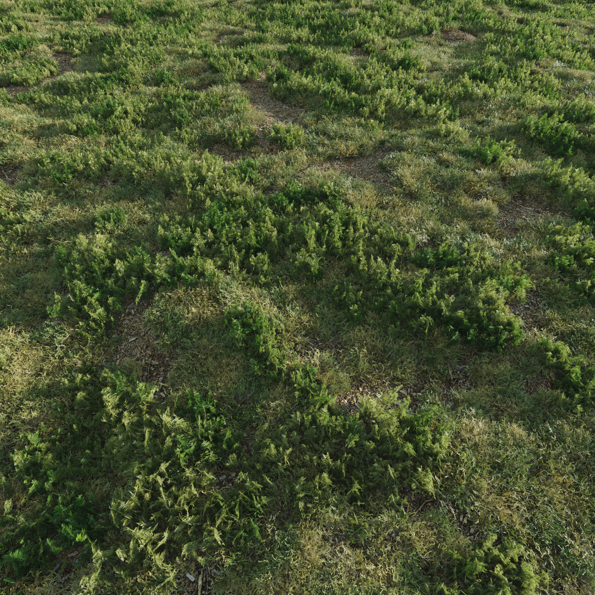 forest grass shuba 1 3D model_2