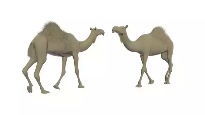 Camel 3D
