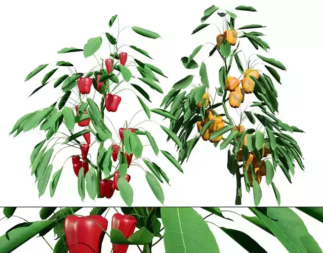 Realistic 3D Capsicum Plant Low-poly 3D model