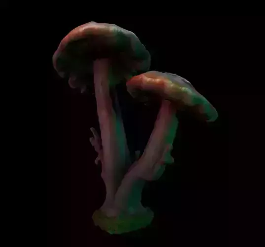 Rotting Mushroom 1