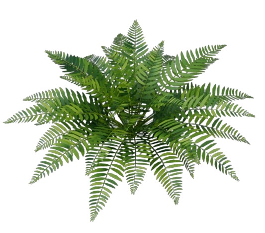 green bush Free 3D model_1