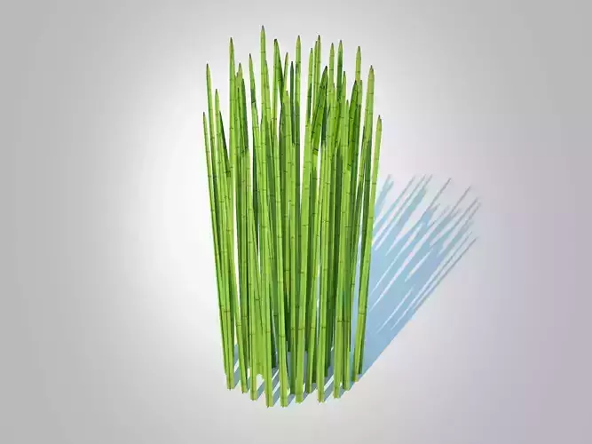 Plant  Equisetum hyemale - Horsetail Reed  Low-poly 3D model