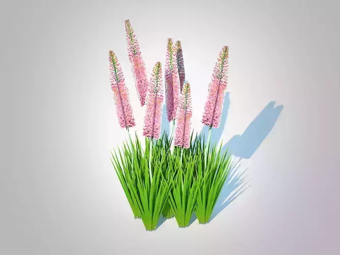 Plant   Eremurus - Foxtail Lily  Pink 
