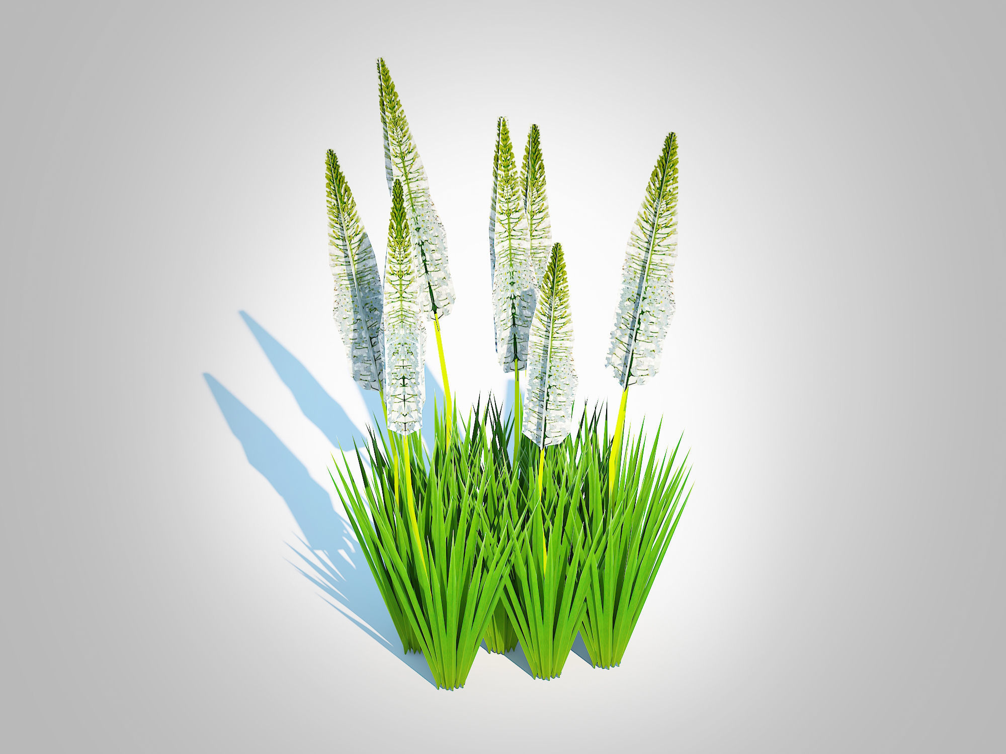 Plant  Eremurus - Foxtail Lily  White Low-poly 3D model_1