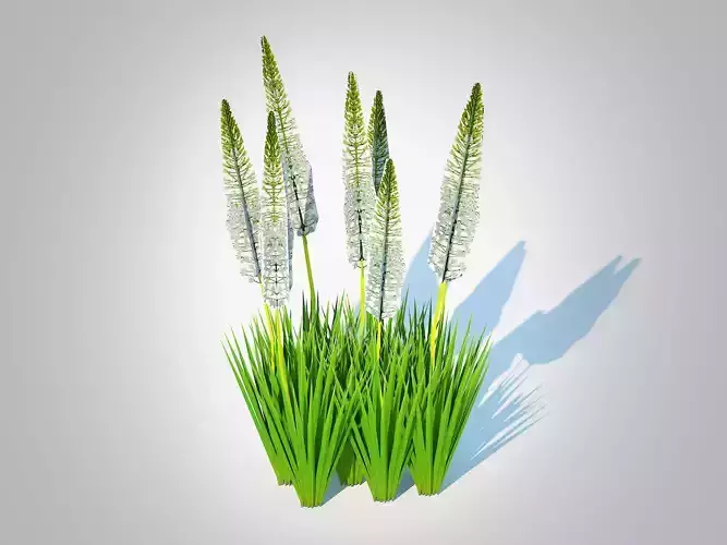 Plant  Eremurus - Foxtail Lily  White
