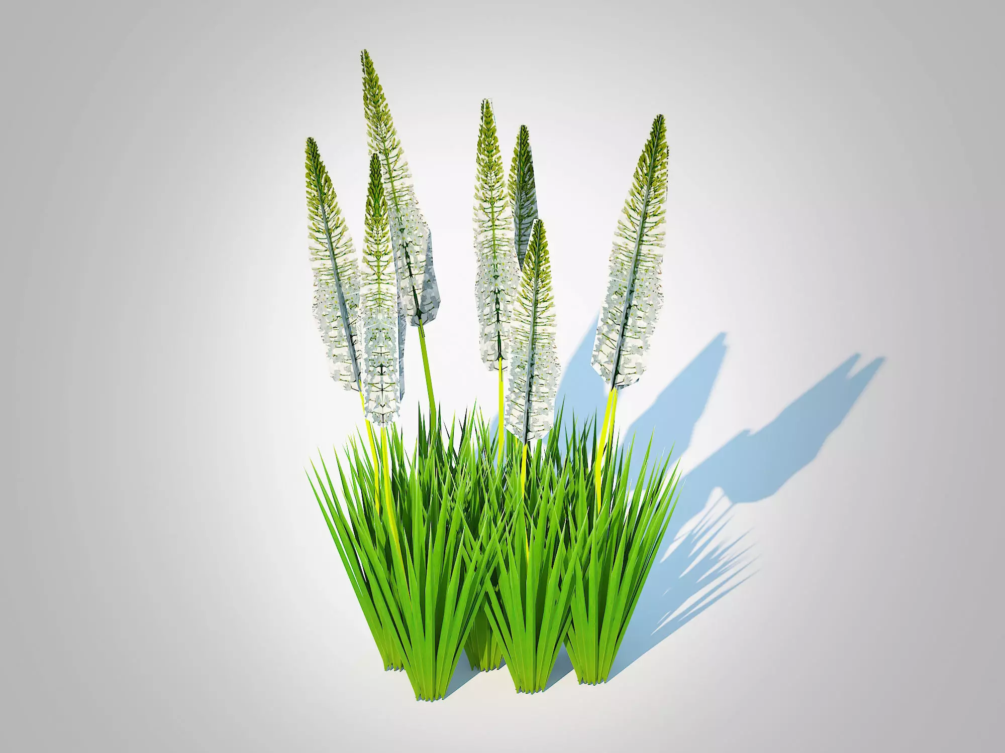 Plant  Eremurus - Foxtail Lily  White Low-poly 3D model_0