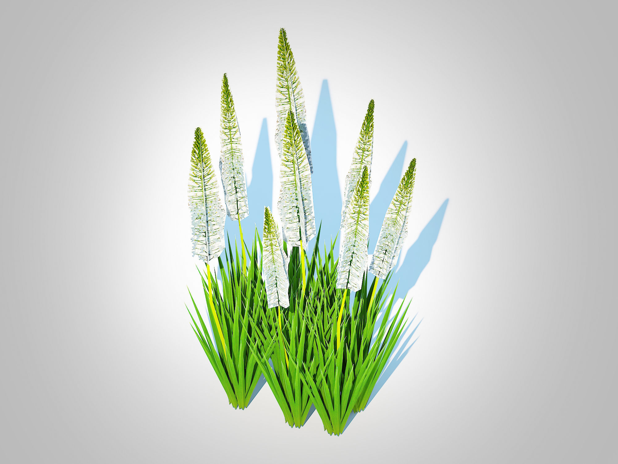 Plant  Eremurus - Foxtail Lily  White Low-poly 3D model_4