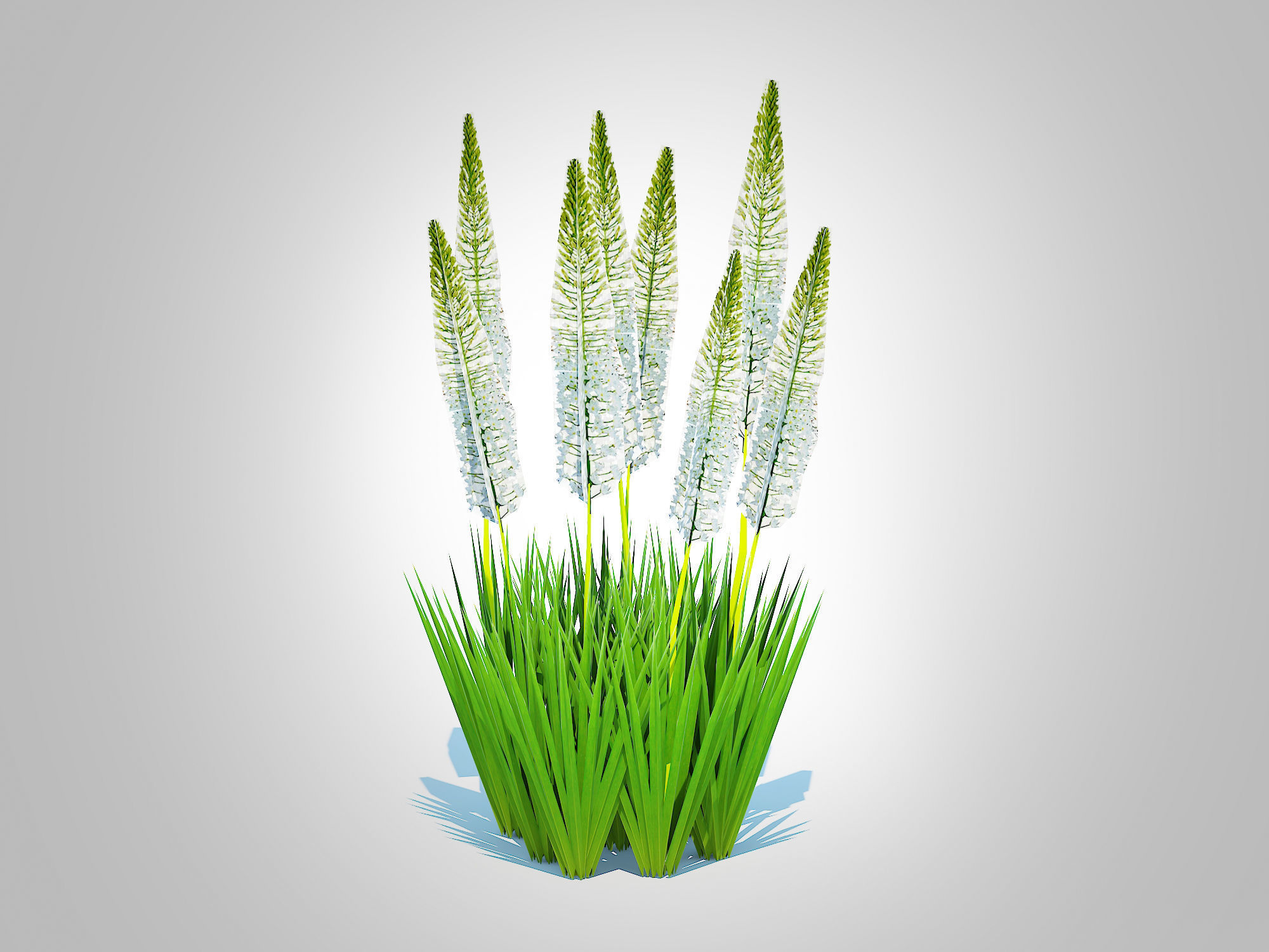 Plant  Eremurus - Foxtail Lily  White Low-poly 3D model_2