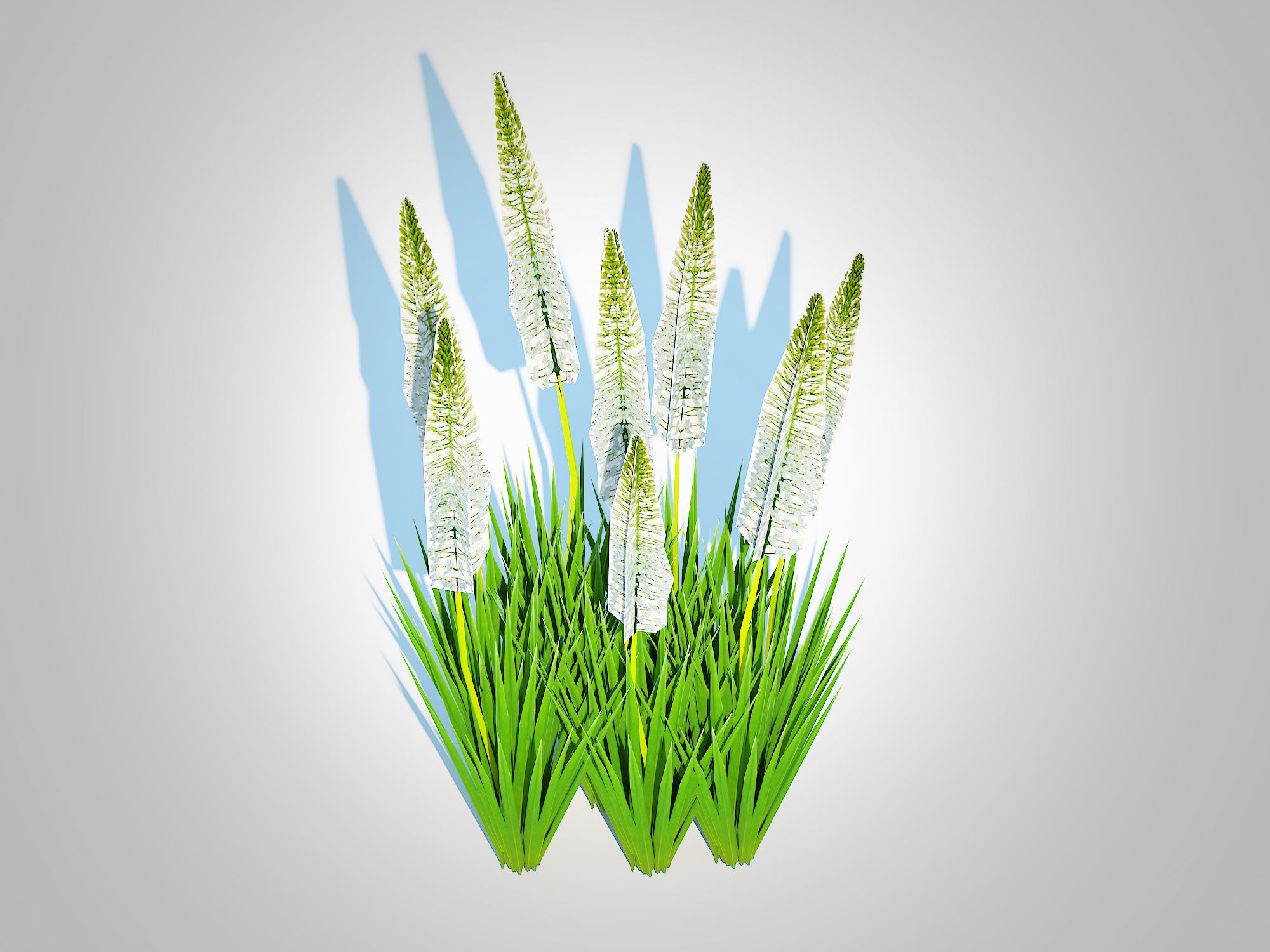 Plant  Eremurus - Foxtail Lily  White Low-poly 3D model_3