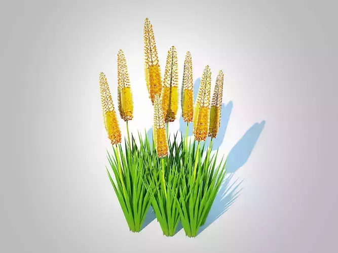 Plant  Eremurus - Foxtail Lily  Yellow