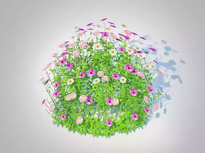  Plant  Erigeron karvinskianus    Low-poly 3D model