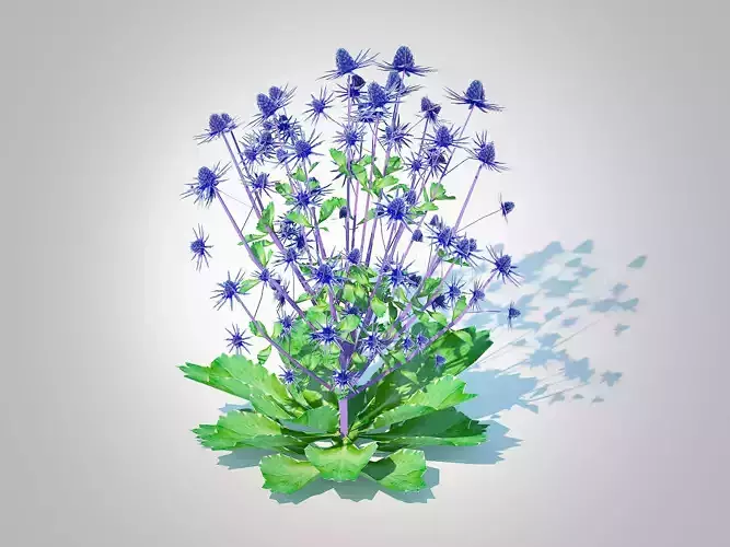 Plant  Eryngium planum - Sea Holly 