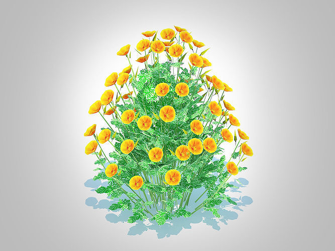 plant  Eschscholzia californica - California poppy  3D model