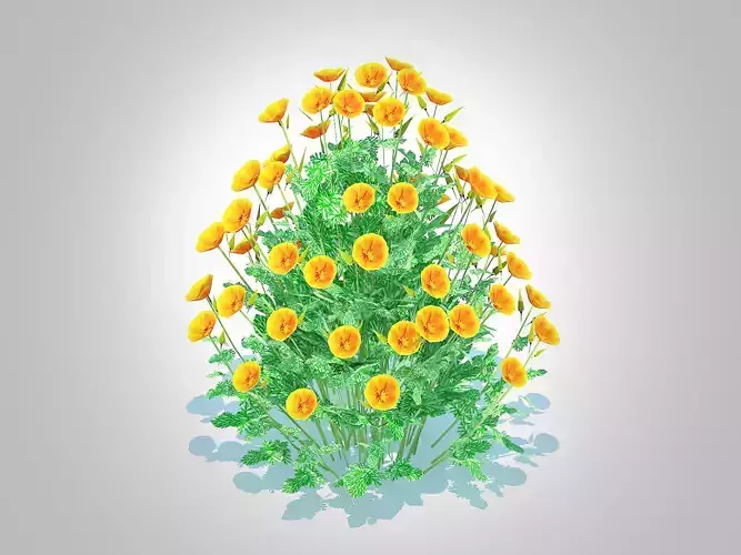 plant  Eschscholzia californica - California poppy 