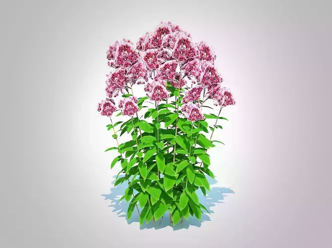 Plant  Eupatorium purpureum - Joe Pye Weed