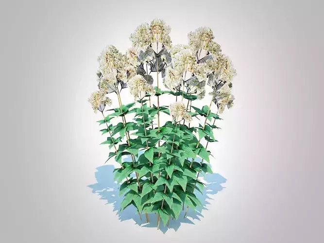 Plant  Eupatorium rugosum Chocolate - White Snakeroot