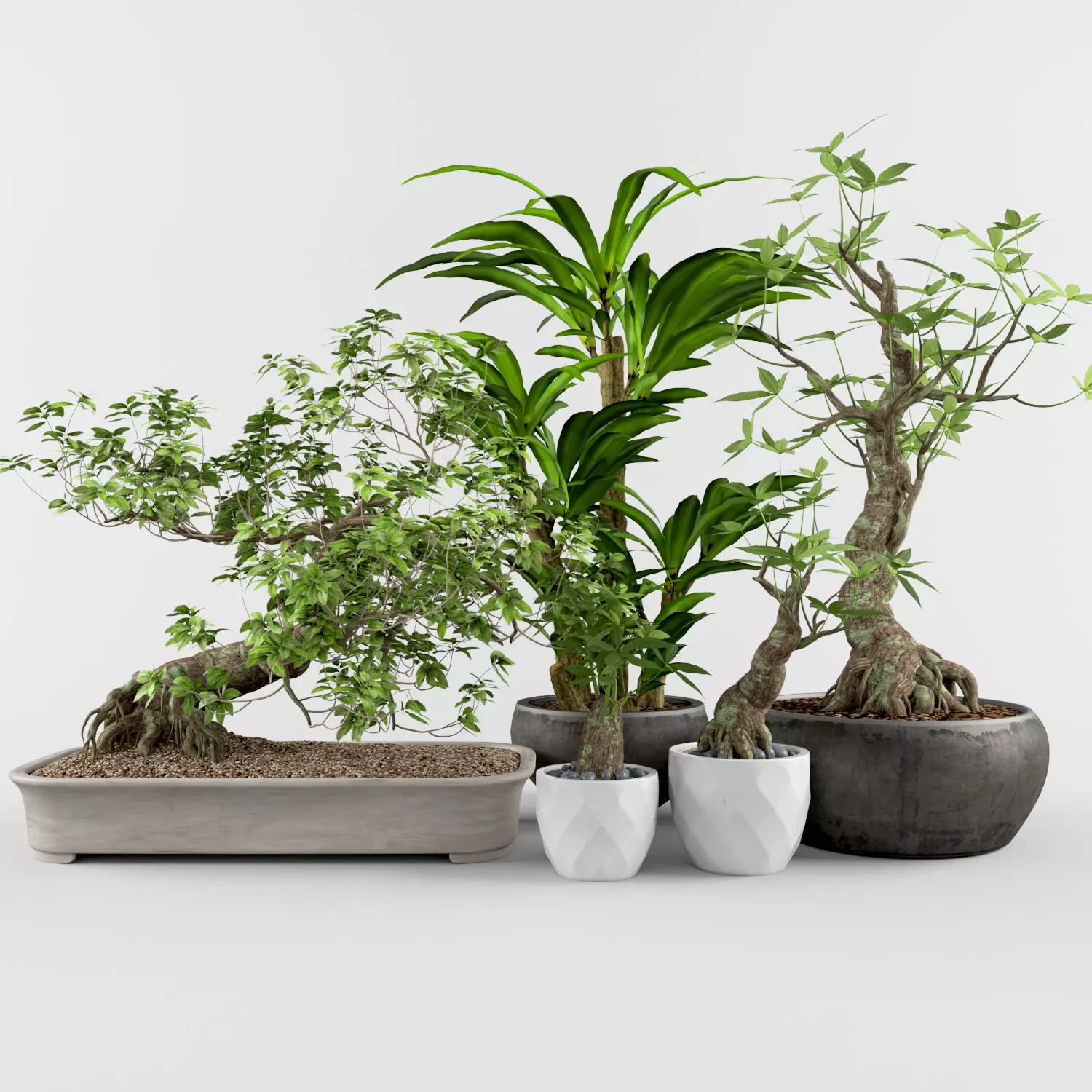 Plant 2 Free 3D model