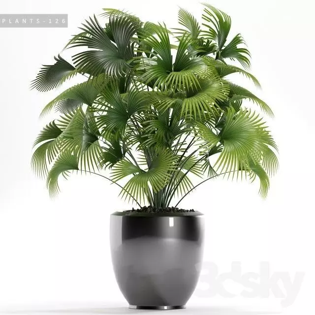 Plant 5 Free 3D model