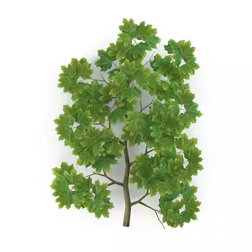 Maple Branch Grean V2