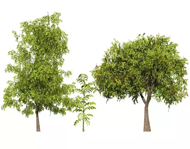 Native Tamarind 3D Model Low-poly 3D model Native Tamarind 3D Model Low-poly 3D model