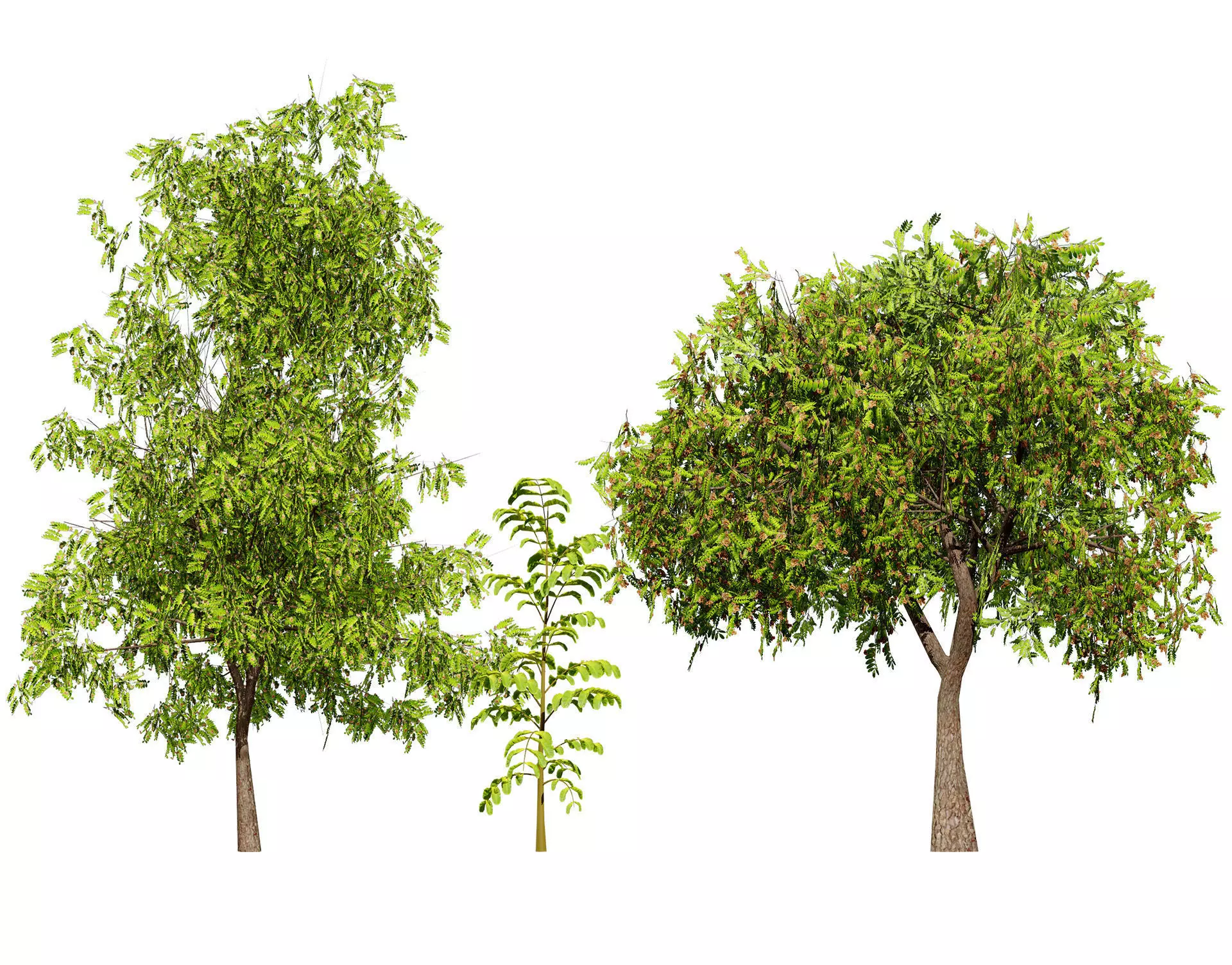 Native Tamarind 3D Model Low-poly 3D model_0