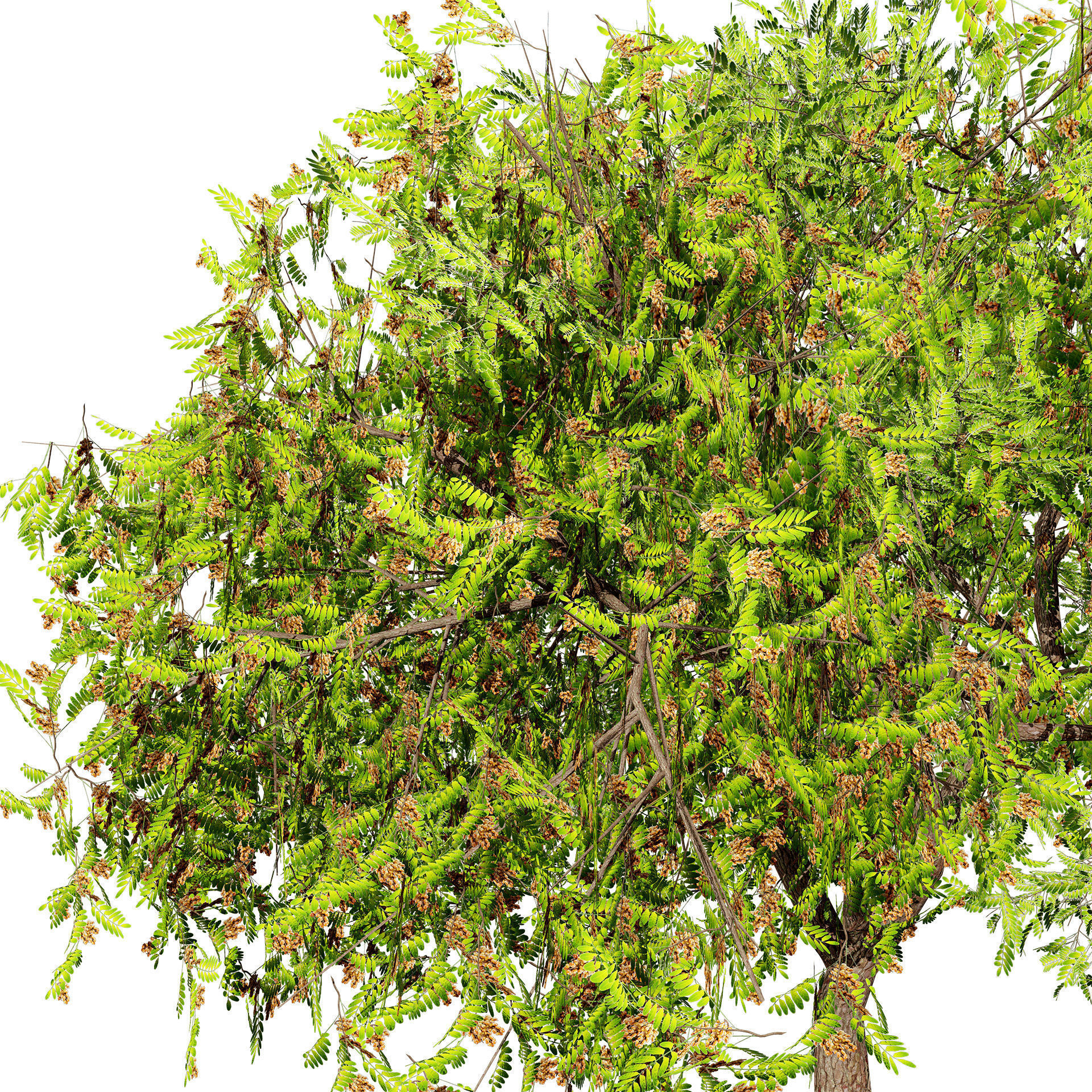 Native Tamarind 3D Model Low-poly 3D model_2