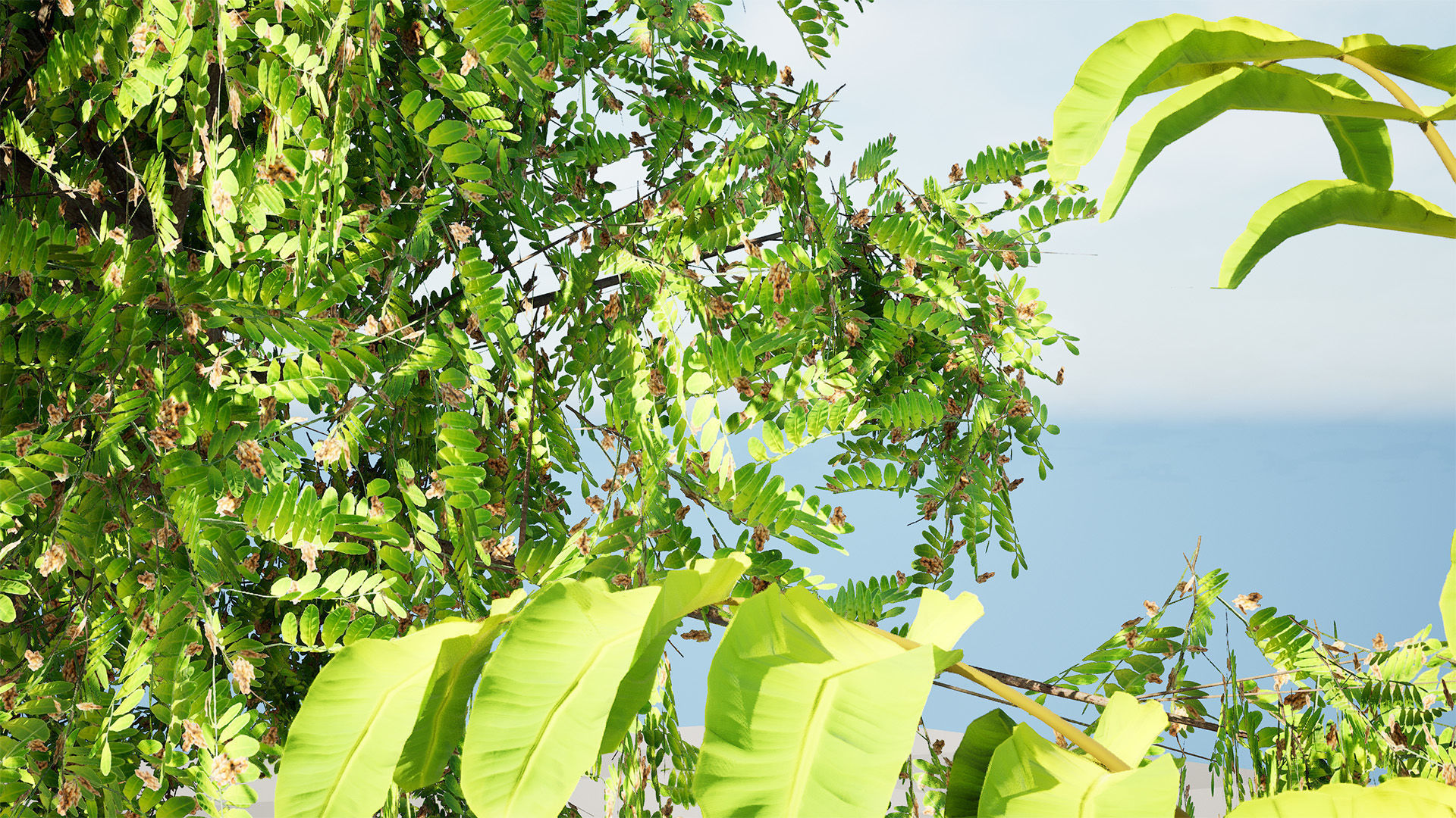 Native Tamarind 3D Model Low-poly 3D model_6