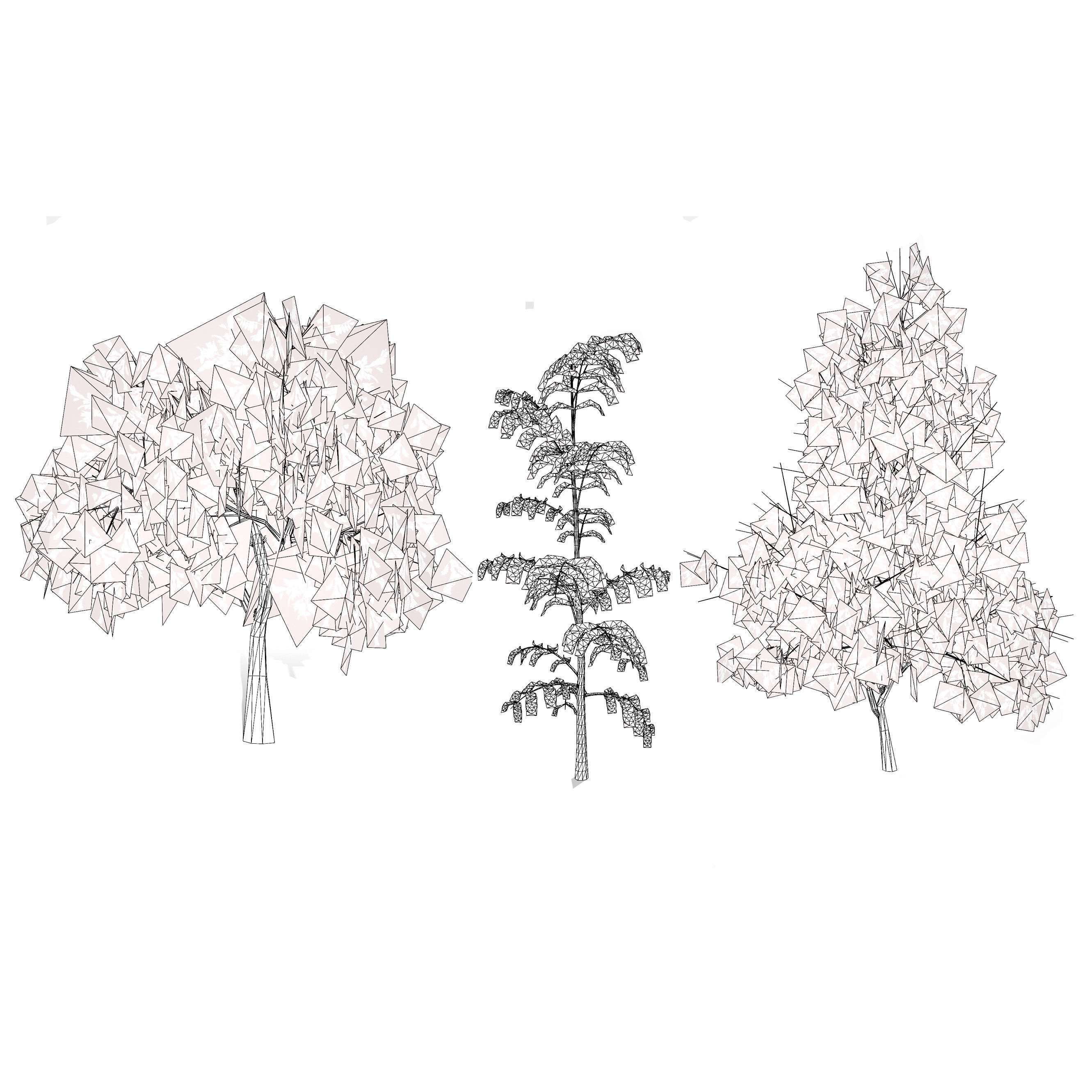 Native Tamarind 3D Model Low-poly 3D model_9