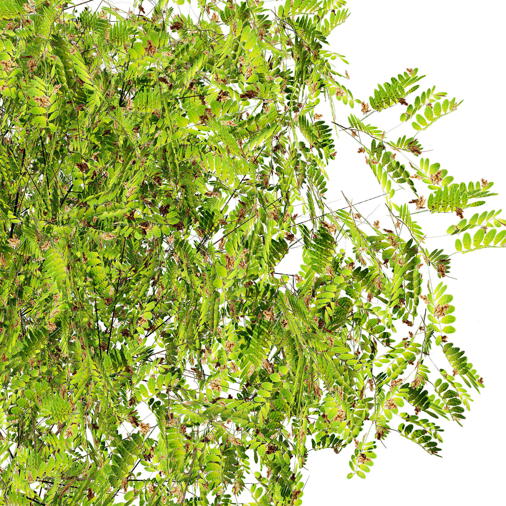 Native Tamarind 3D Model Low-poly 3D model_3