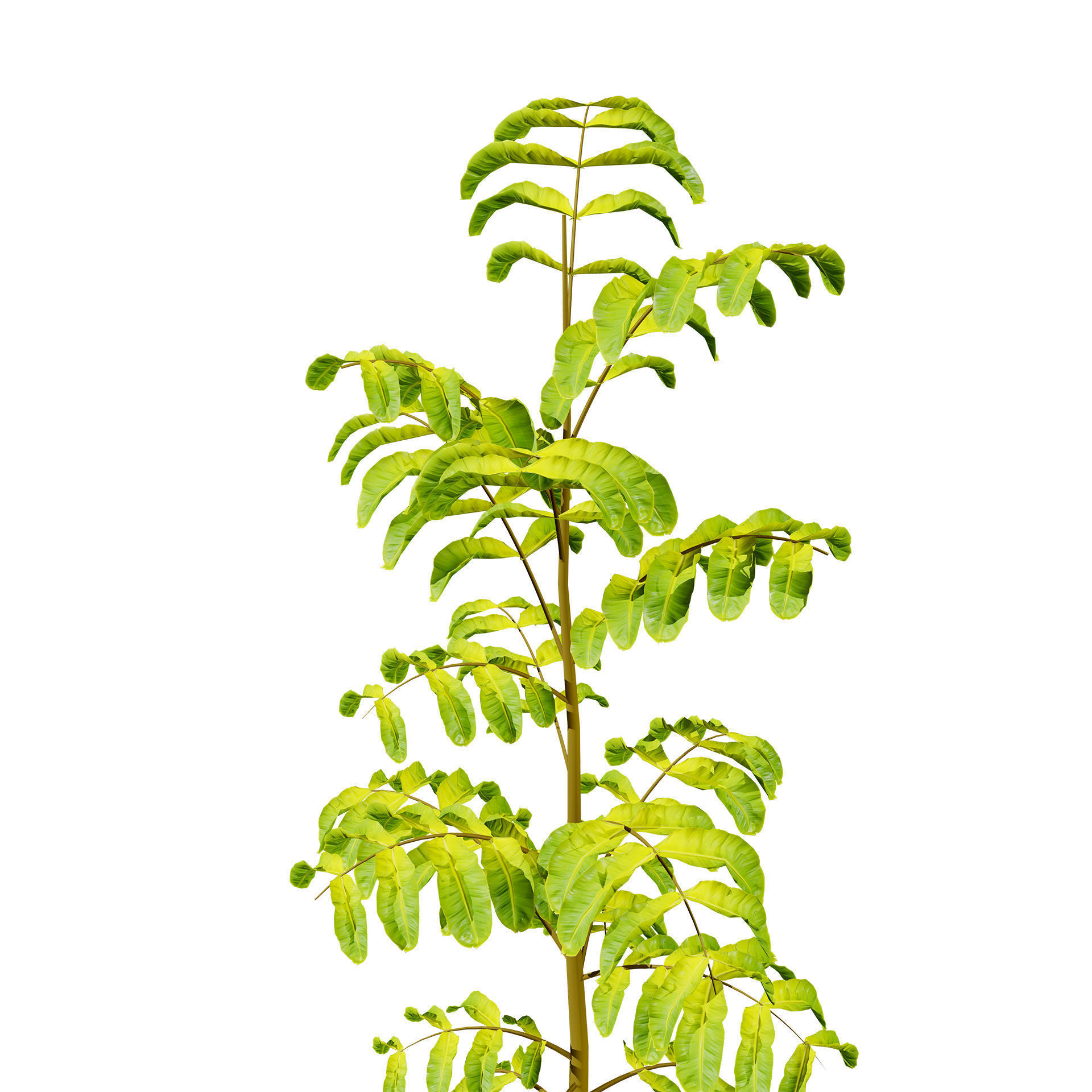 Native Tamarind 3D Model Low-poly 3D model_4