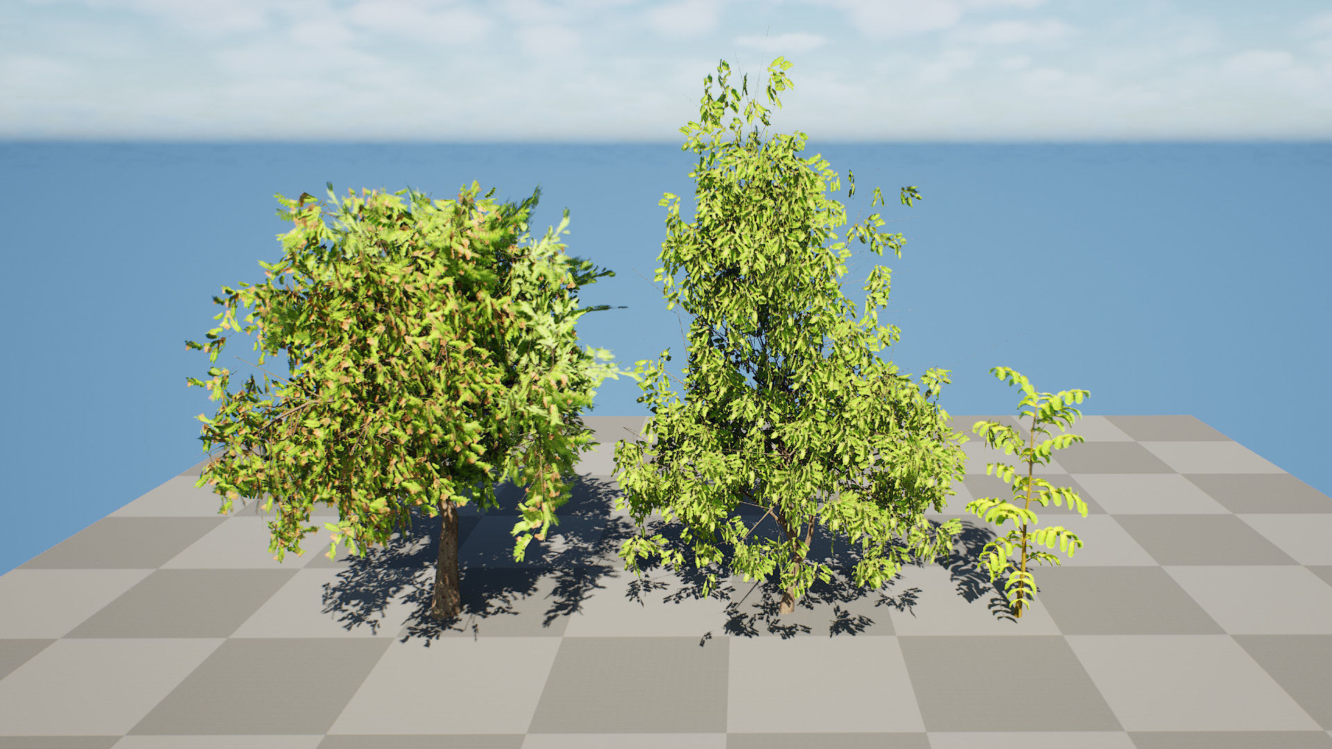 Native Tamarind 3D Model Low-poly 3D model_5