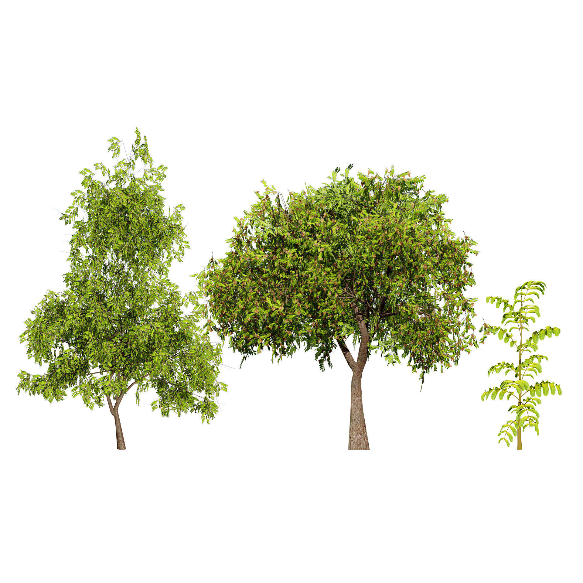 Native Tamarind 3D Model Low-poly 3D model_8