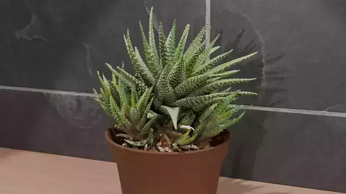 Whole Cactus Plant including the root and some soil