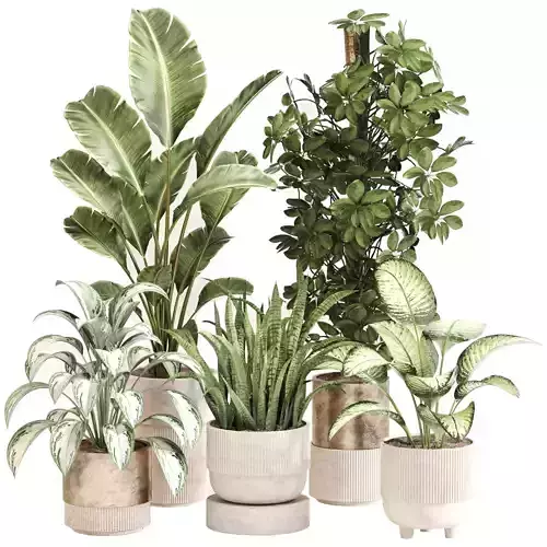 Indoor Plant Set 0115