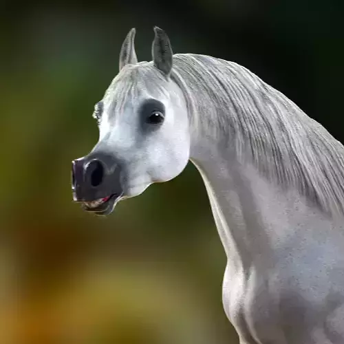 Arabian Horse rig with Animation
