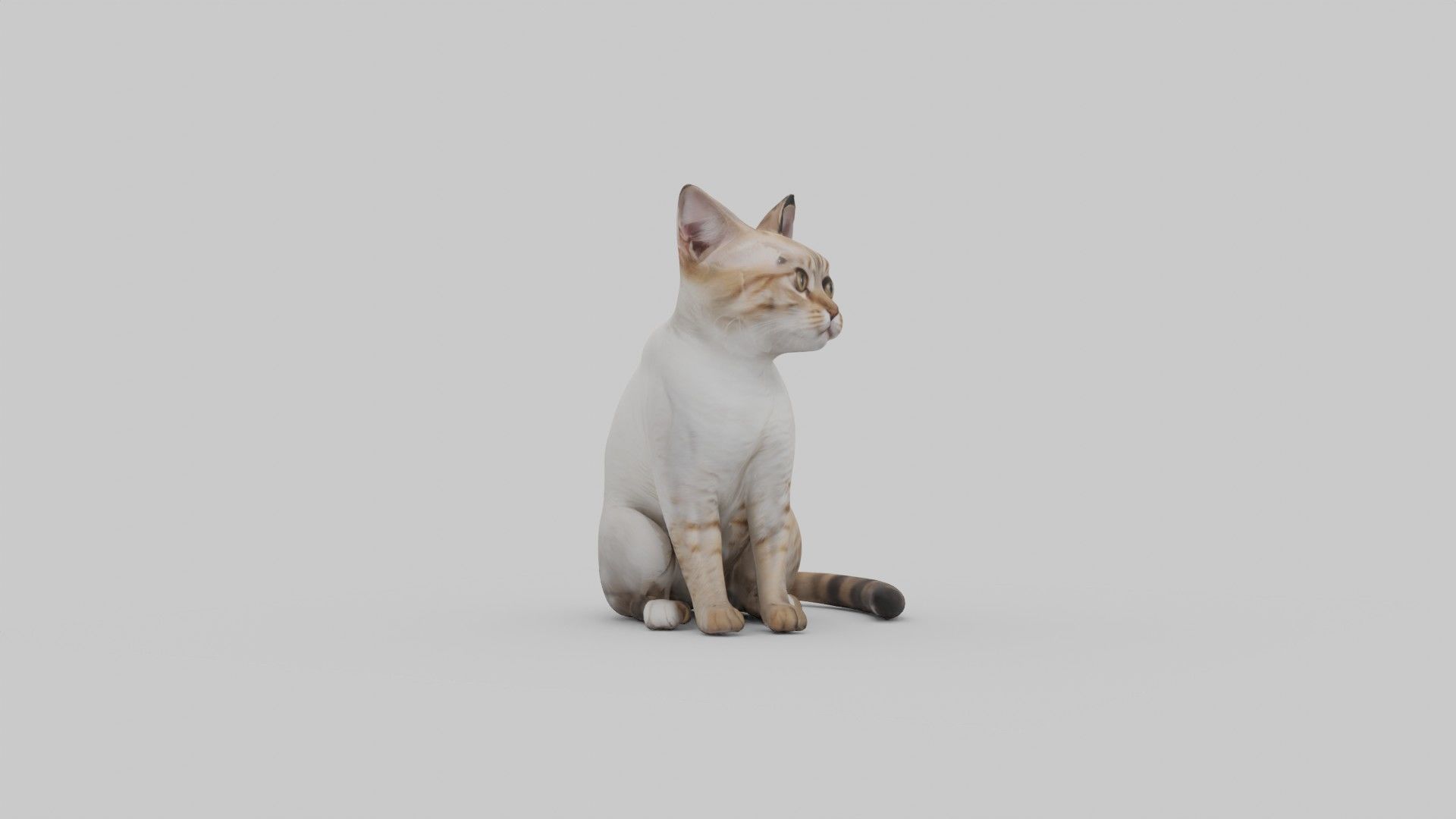 cute cat Low-poly 3D model_1