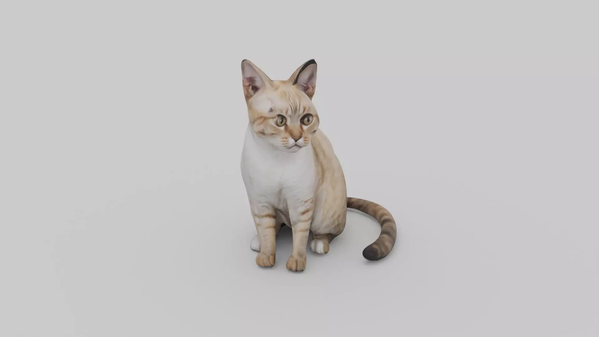 cute cat Low-poly 3D model_0