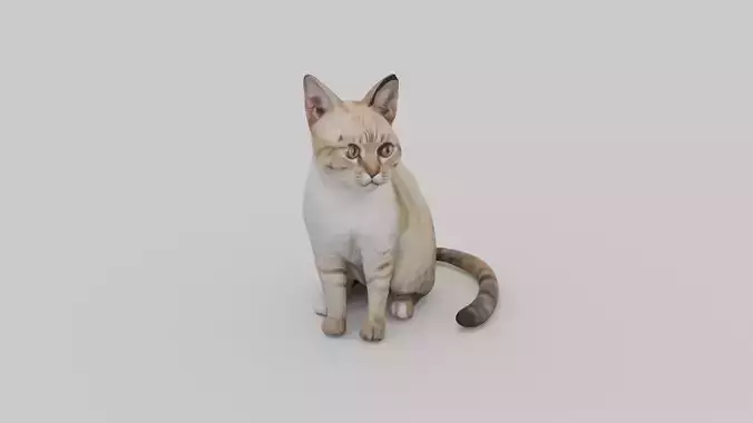 cute cat