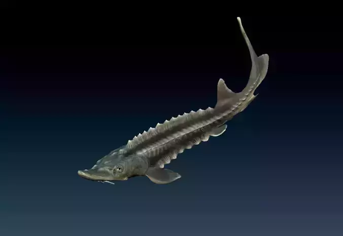 sturgeon