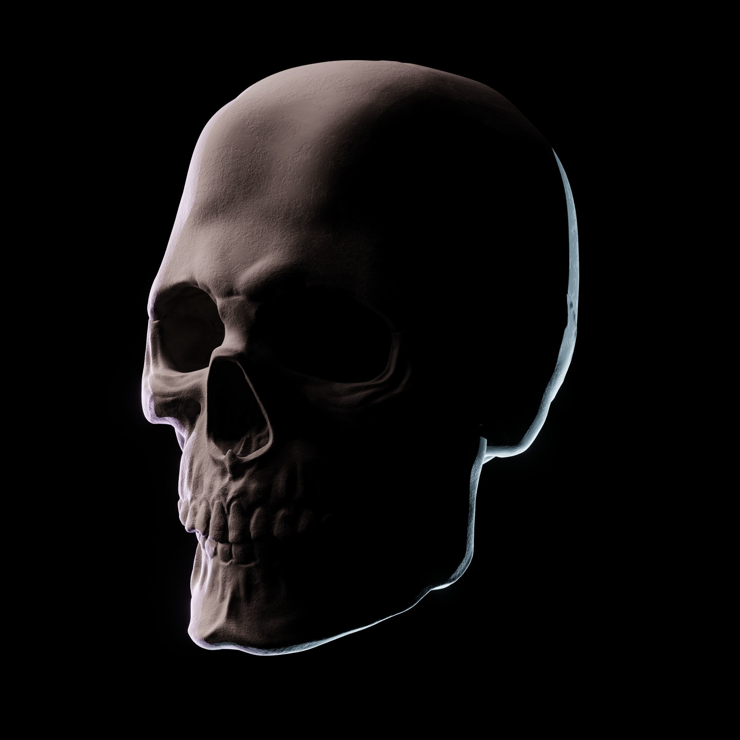 Human Skull 3D Sculpt 3D model_1