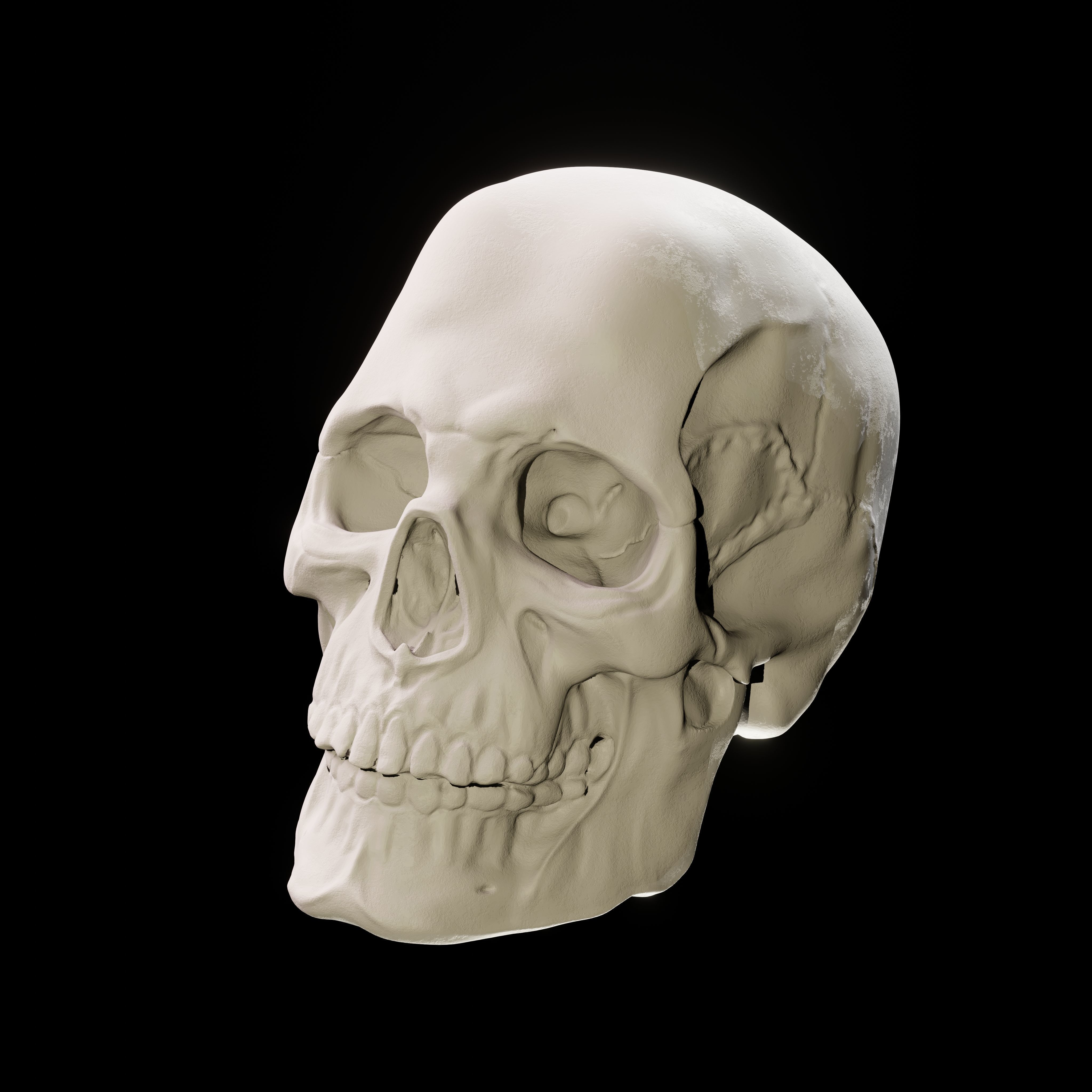Human Skull 3D Sculpt 3D model_5