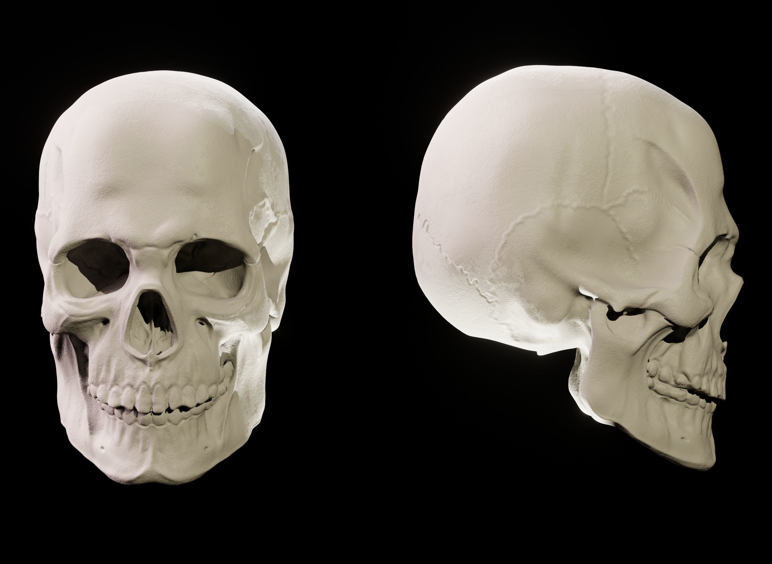 Human Skull 3D Sculpt 3D model_8