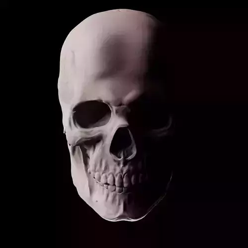 Human Skull 3D Sculpt