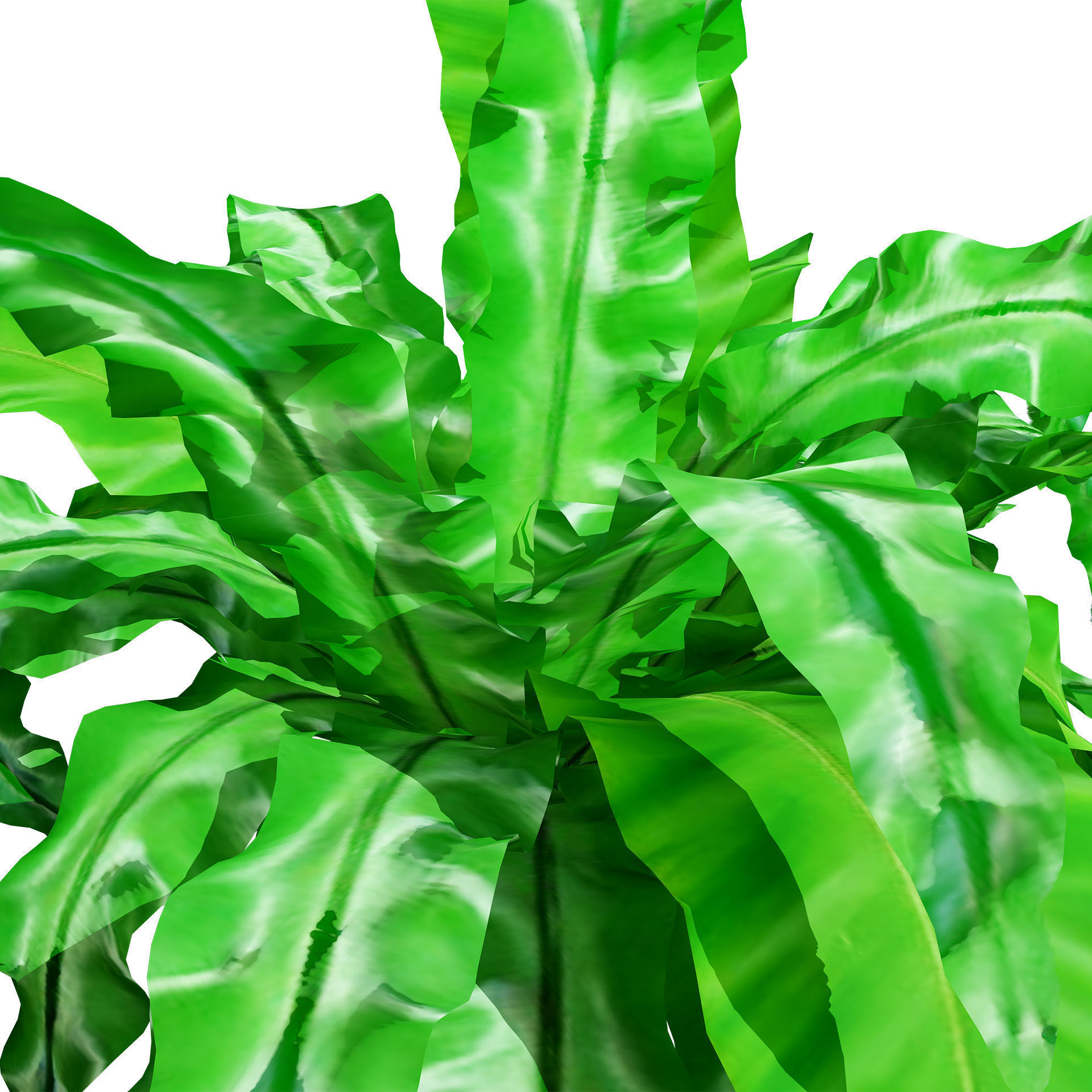 Bird Nest Fern 3D Model Low-poly 3D model_4