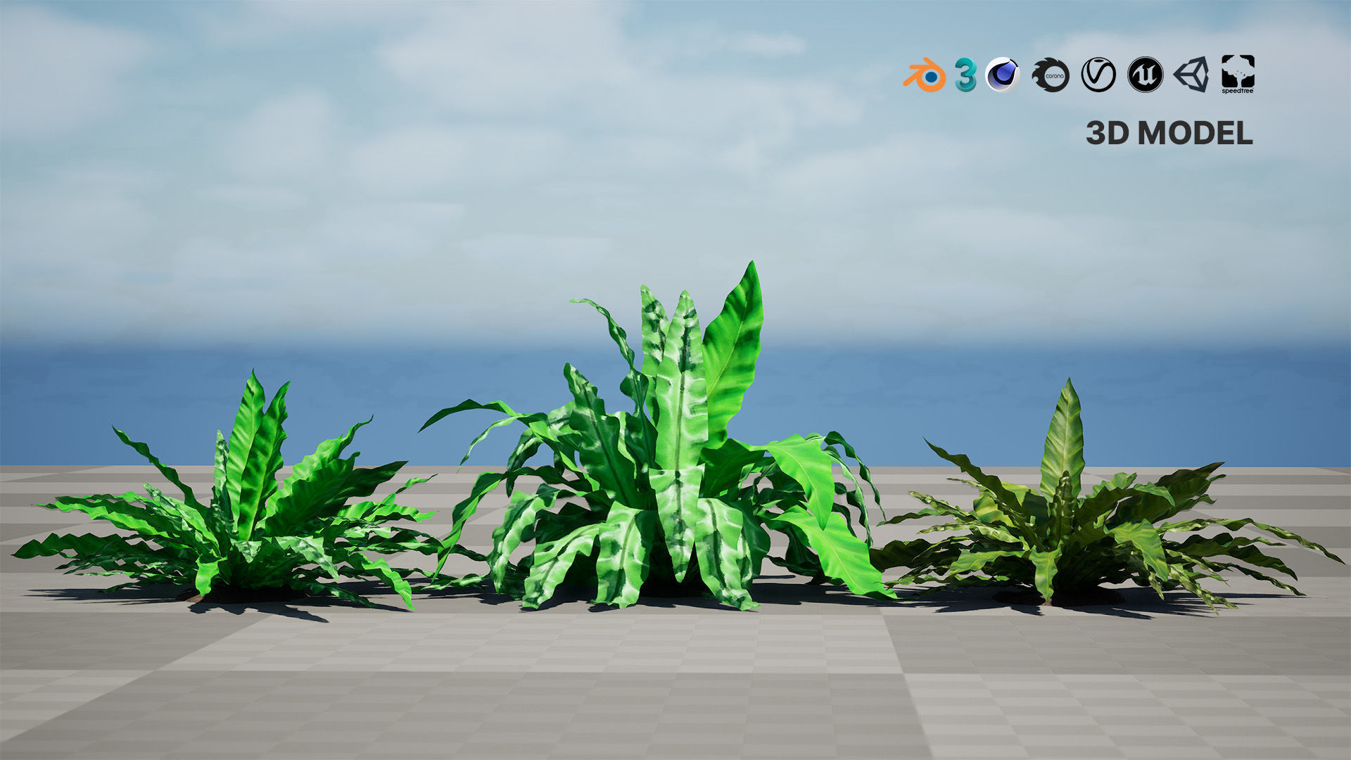 Bird Nest Fern 3D Model Low-poly 3D model_7
