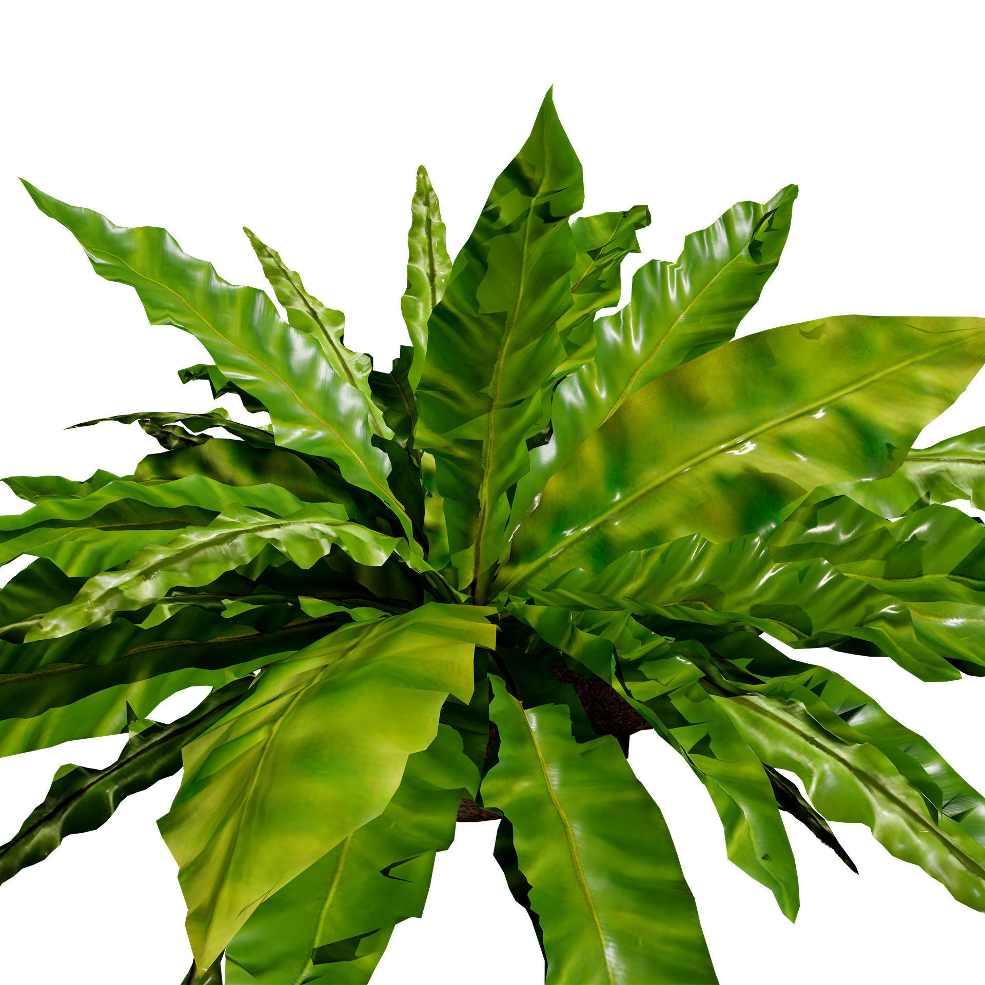 Bird Nest Fern 3D Model Low-poly 3D model_3