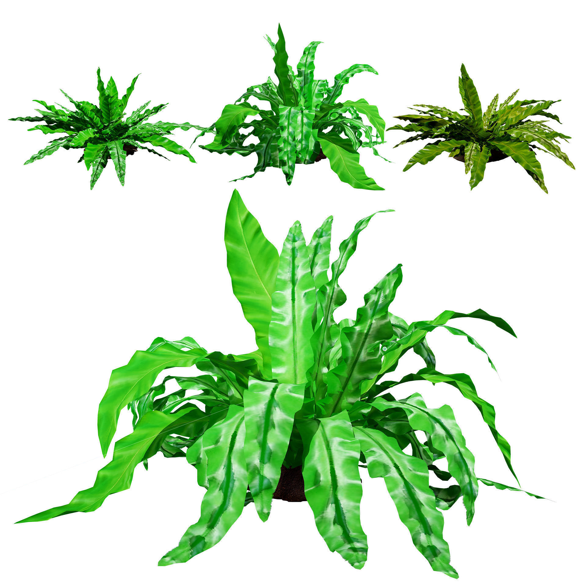 Bird Nest Fern 3D Model Low-poly 3D model_2