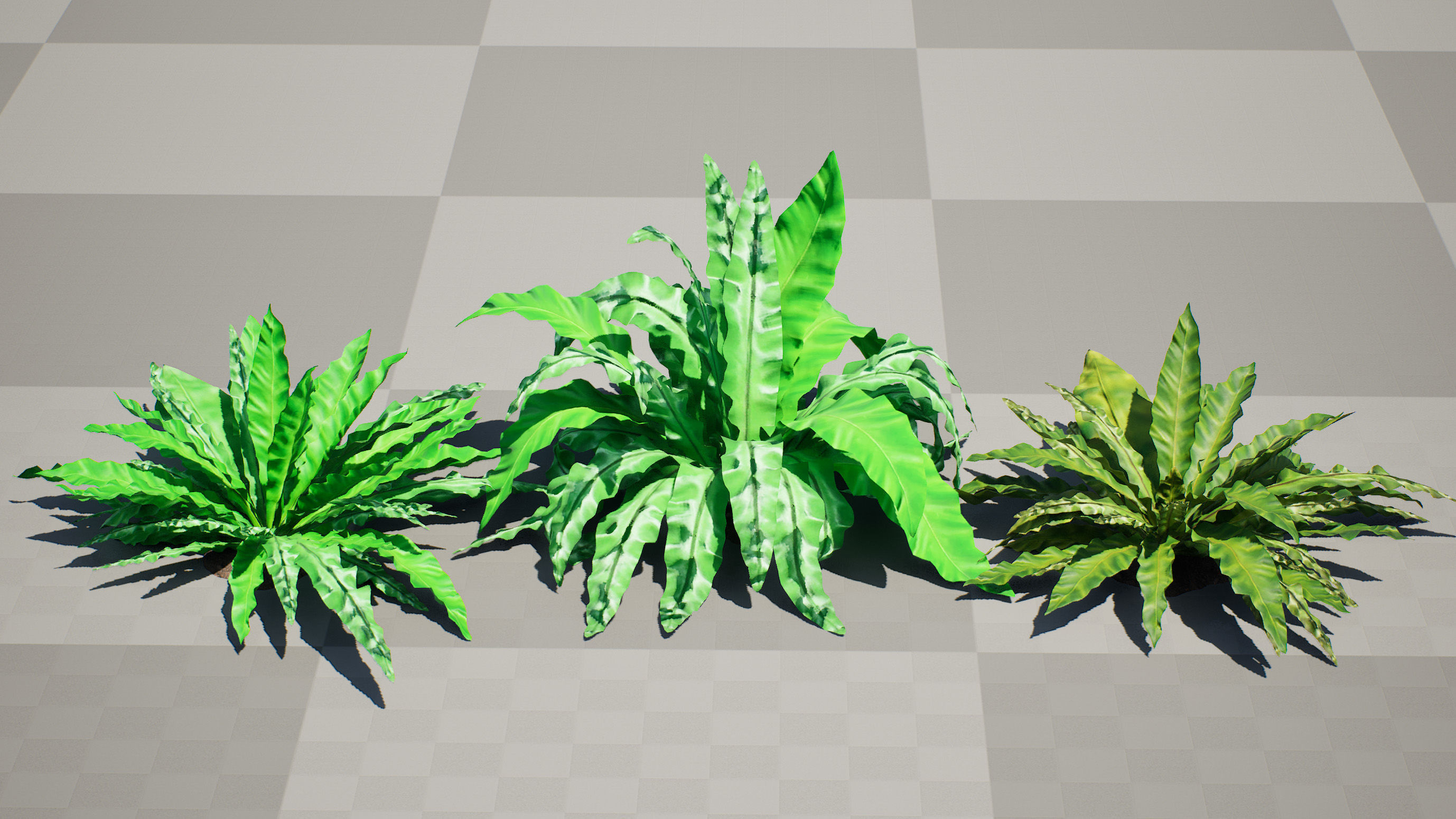 Bird Nest Fern 3D Model Low-poly 3D model_5