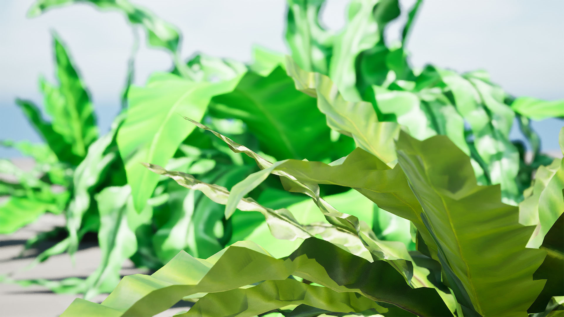 Bird Nest Fern 3D Model Low-poly 3D model_6