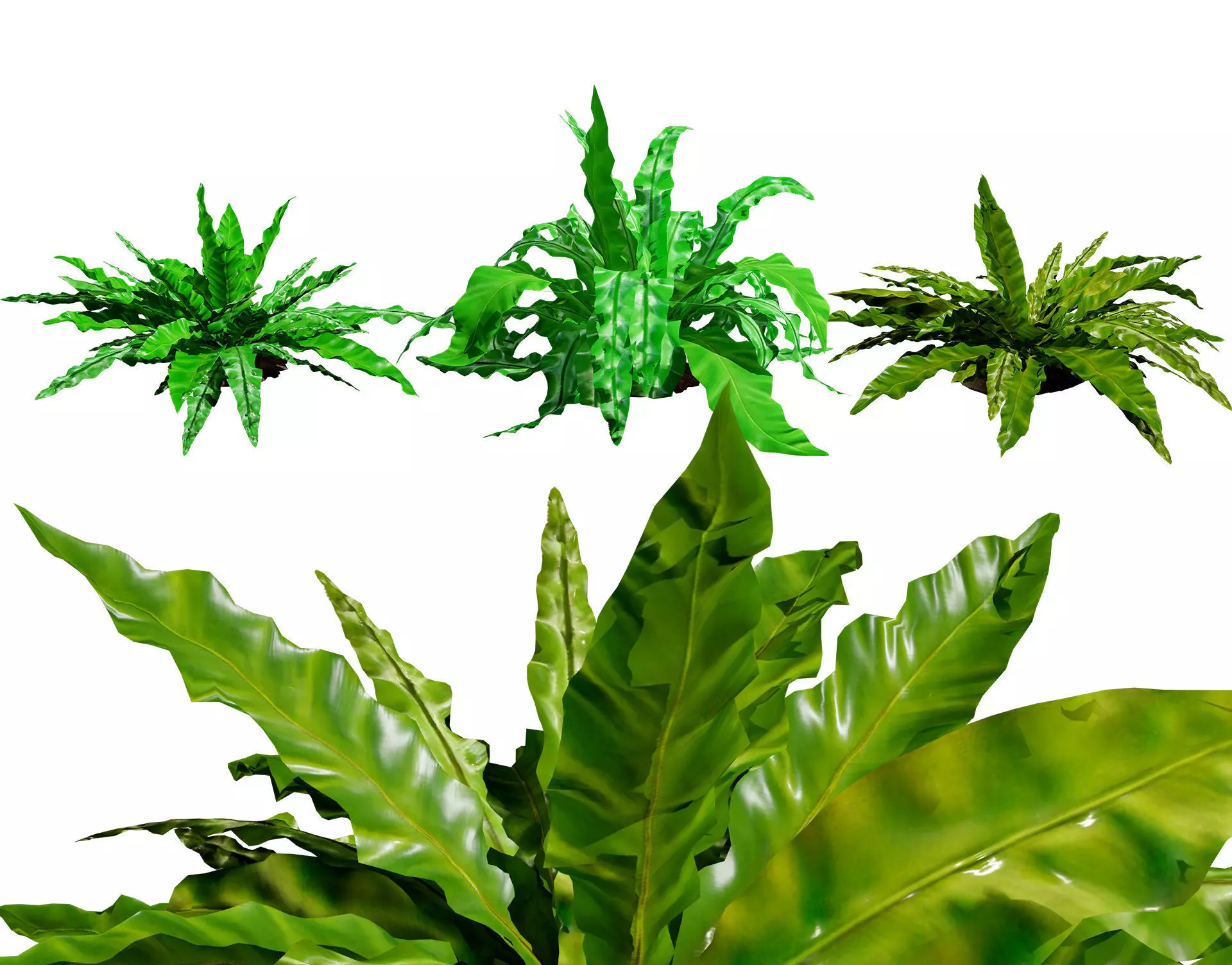 Bird Nest Fern 3D Model Low-poly 3D model_0